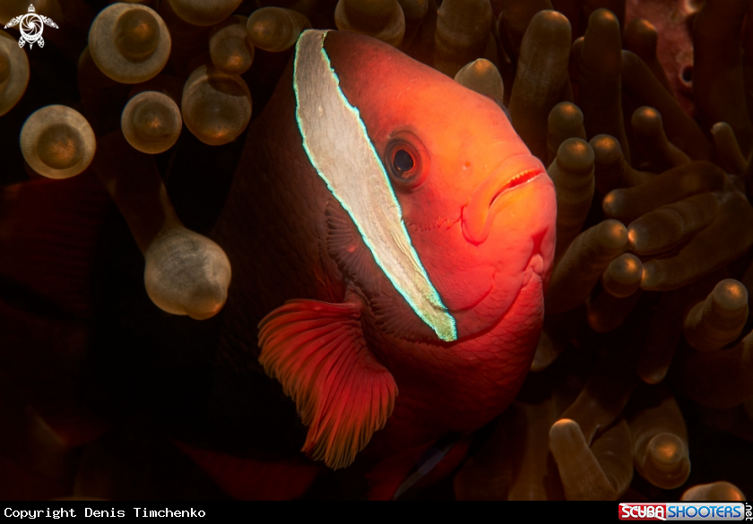 A FISH