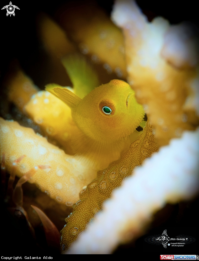 A Emerald Coral Goby