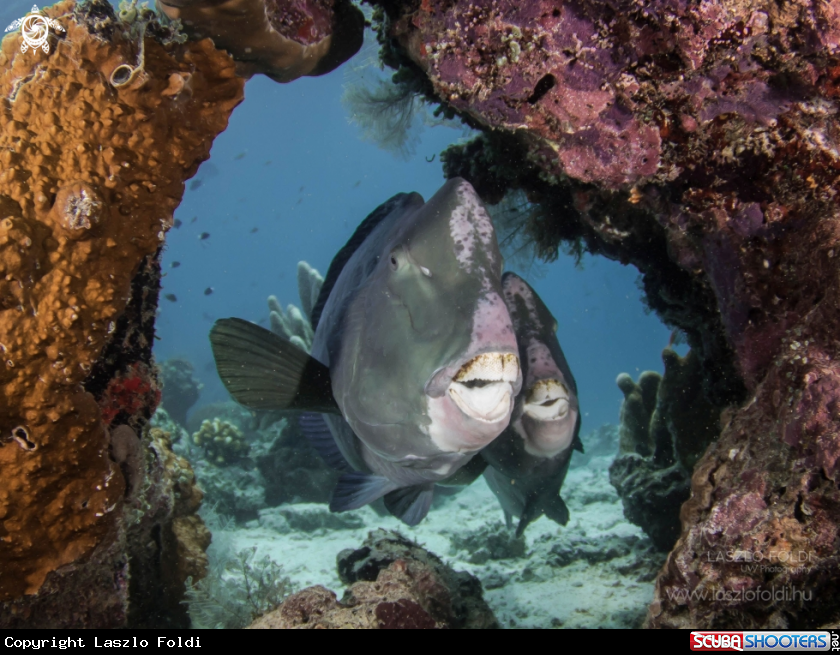 A Parrot fish