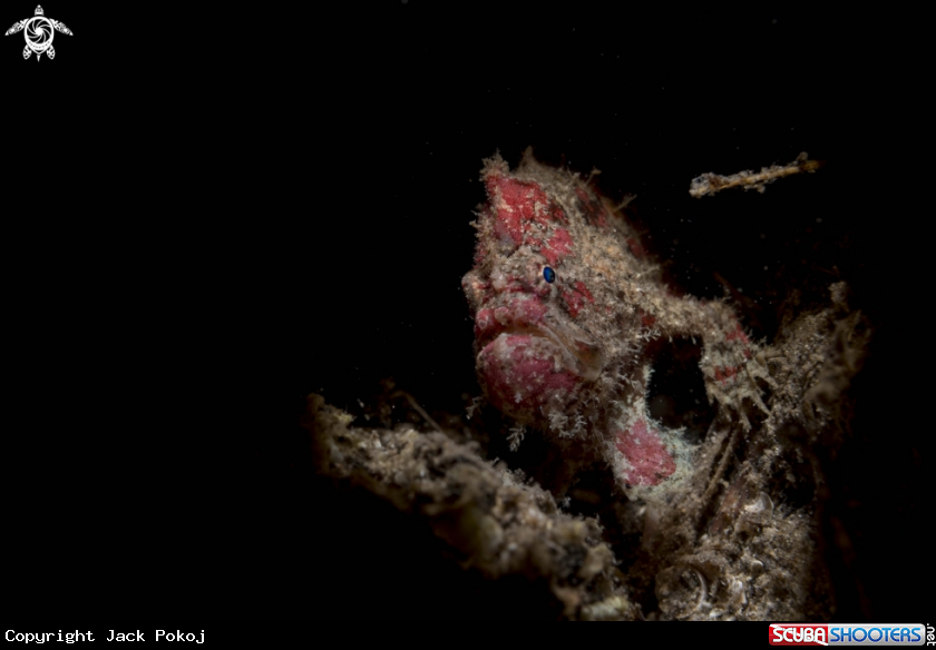 A Ocellated frogfish