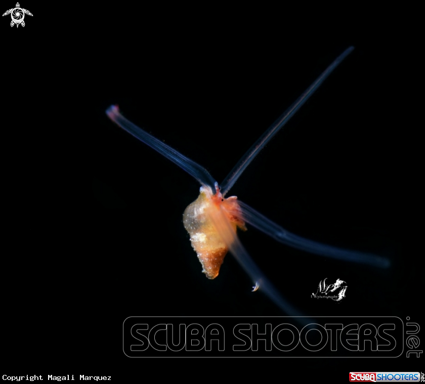 A Pelagic snail 