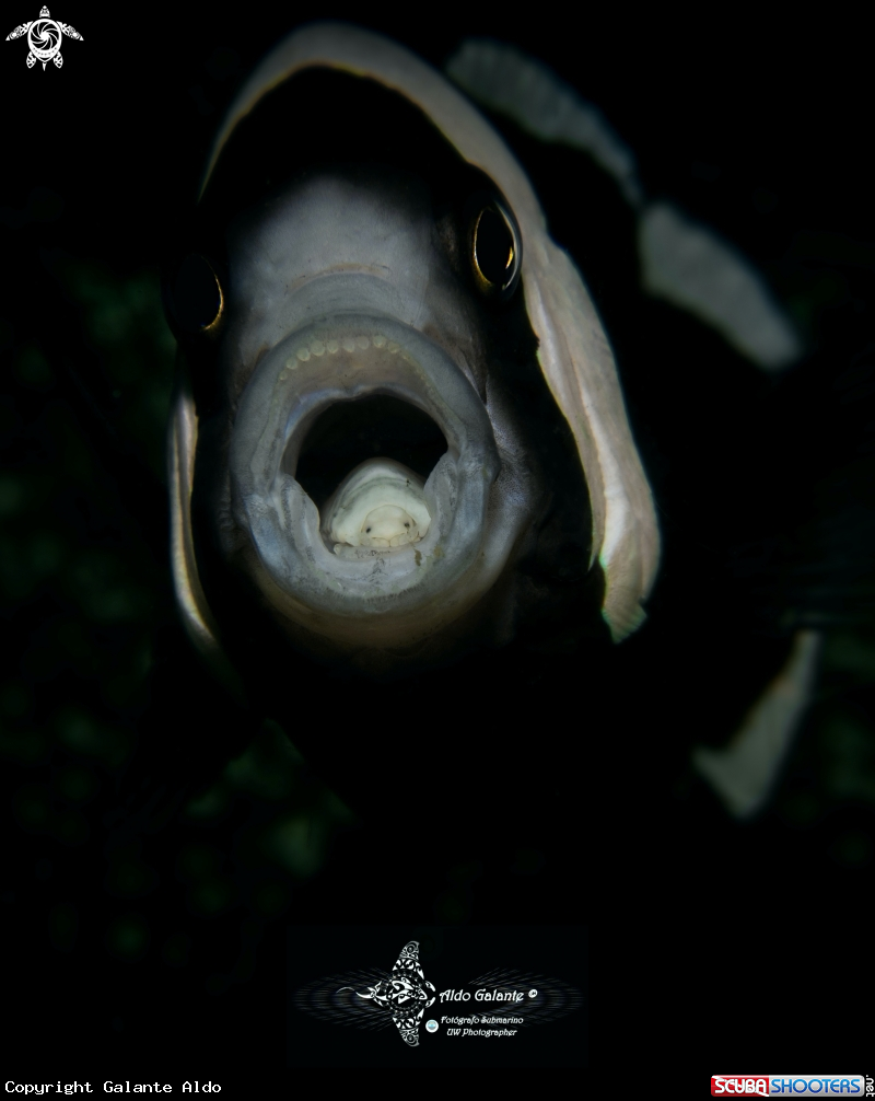 A Parasite