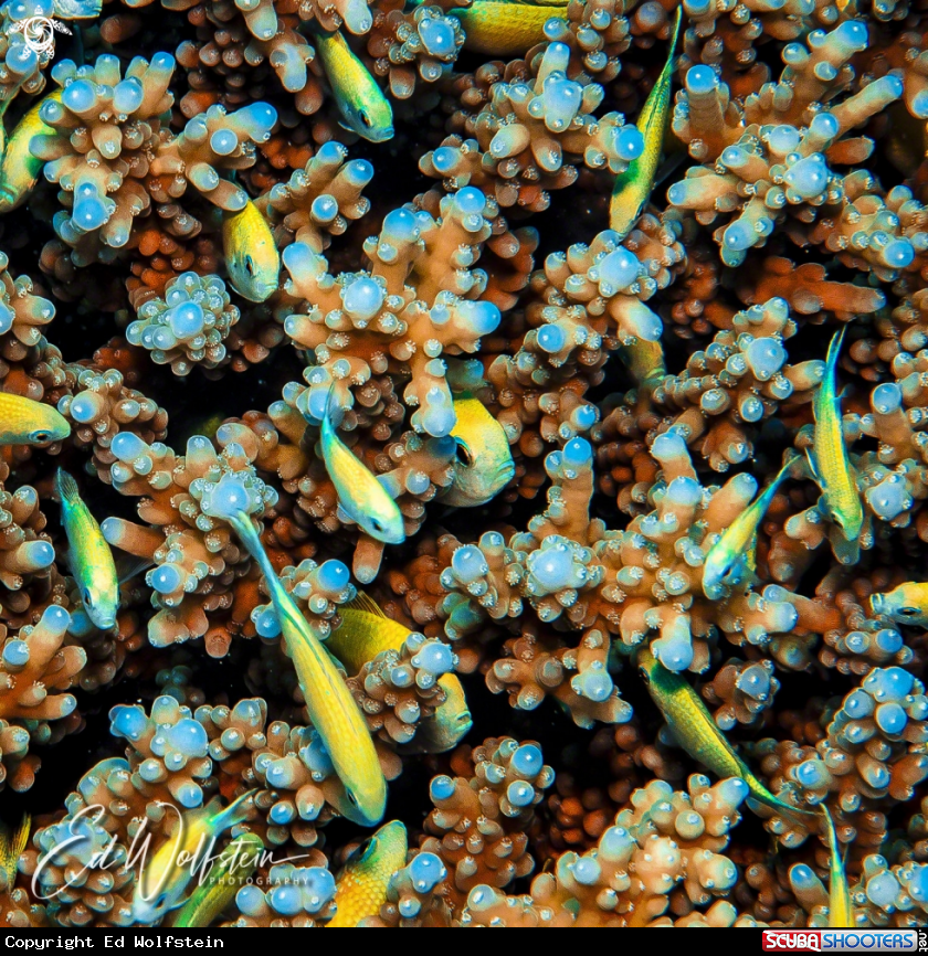 A Anthias