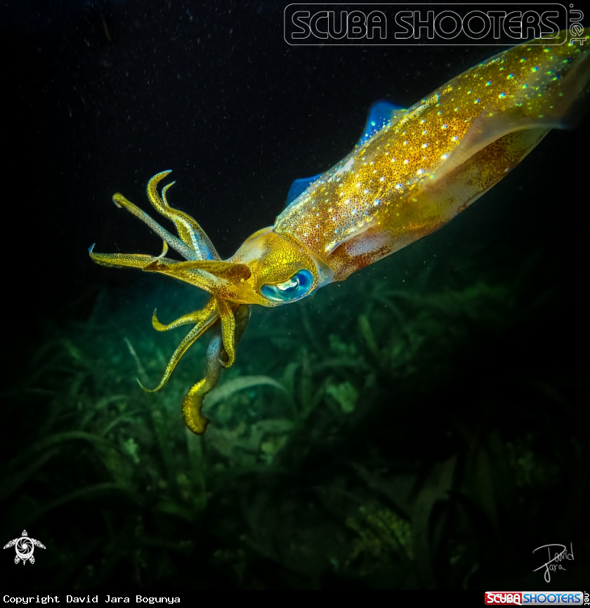 A Bigfin reef squid