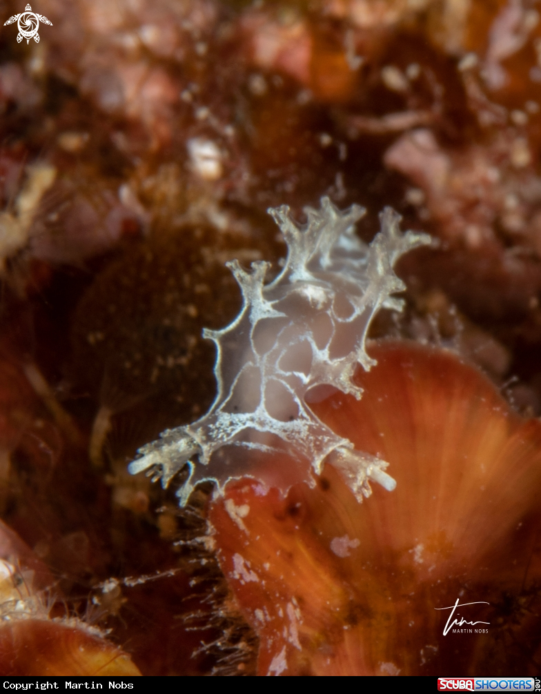 A Marionia blainvillea