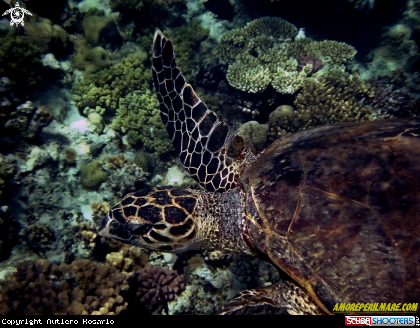 A Eretmochelys imbricata