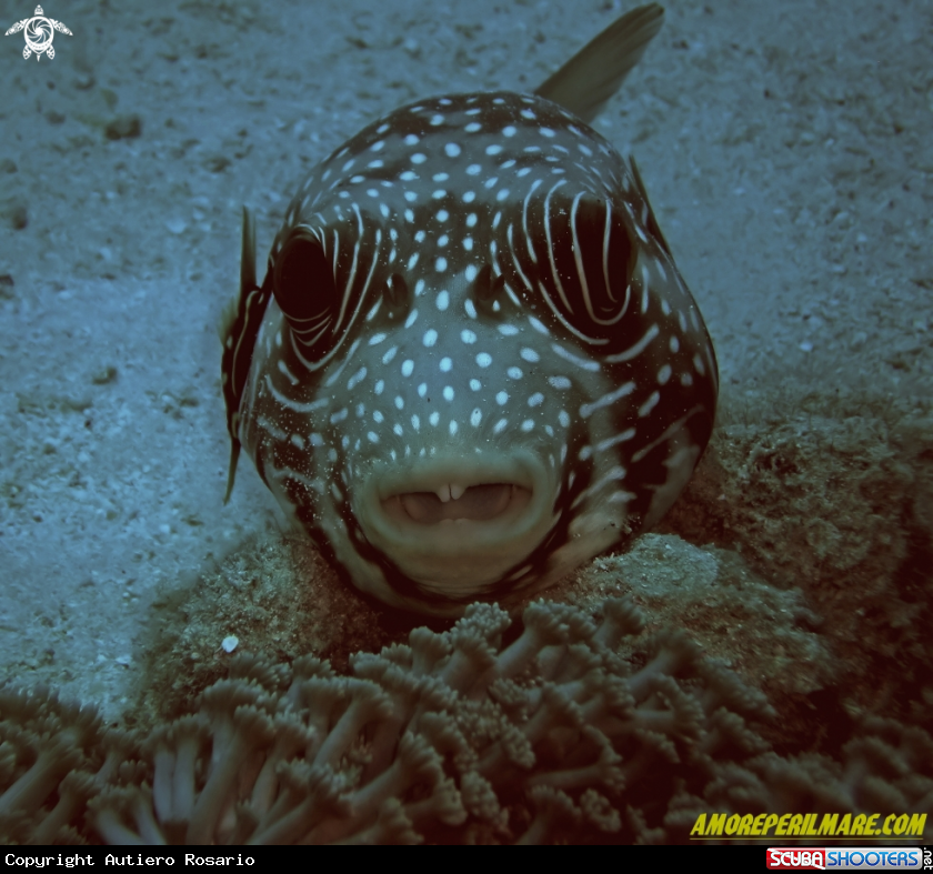 A Arothron hispidus