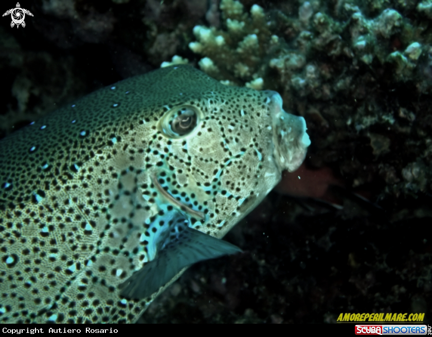 A Ostracion cubicus 