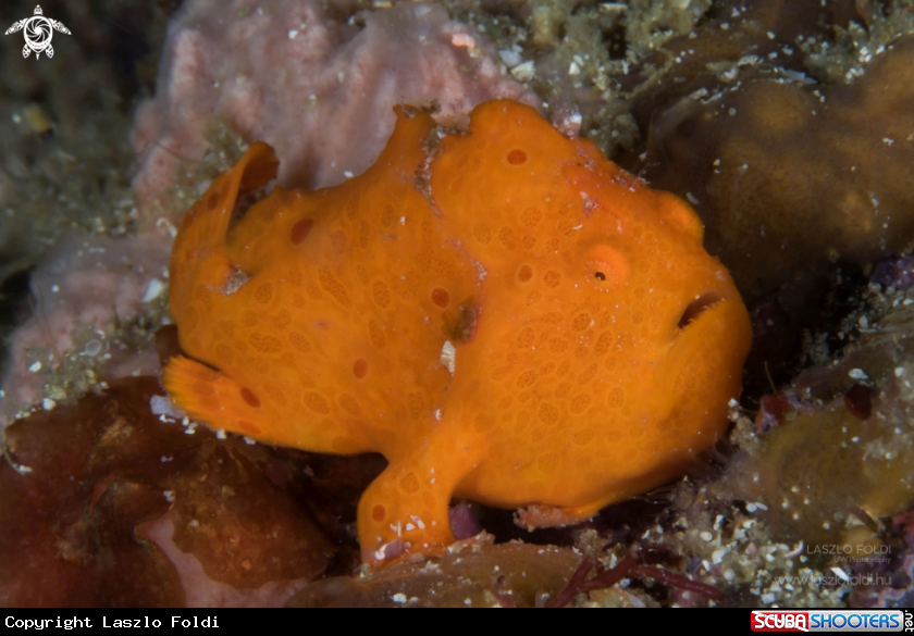 A Juvenile frog fish.
