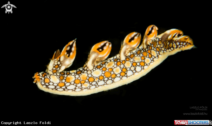 A Bornella anguilla