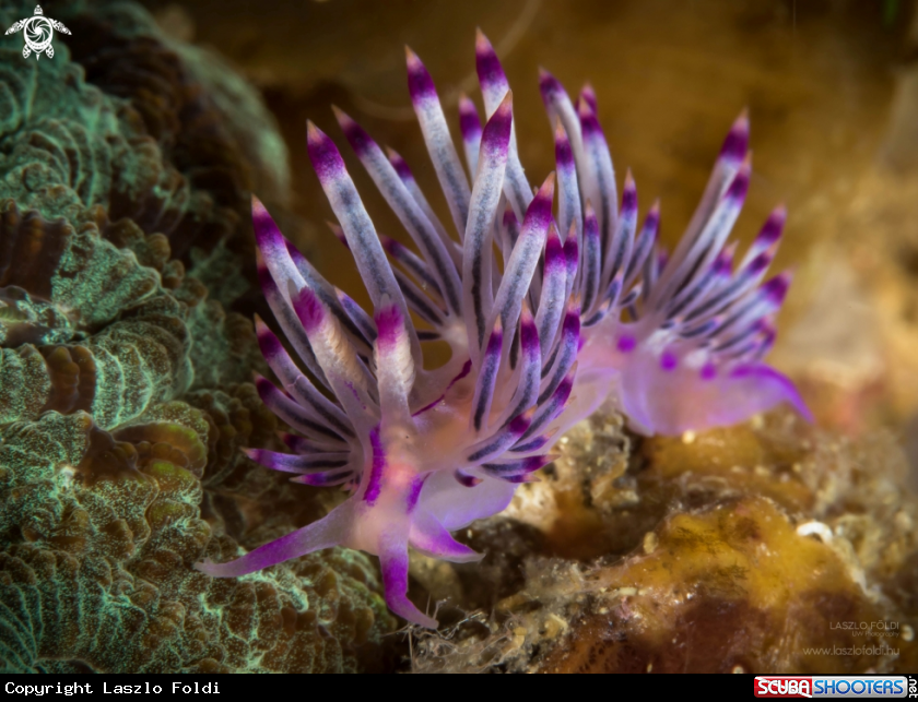 A Nudibranch