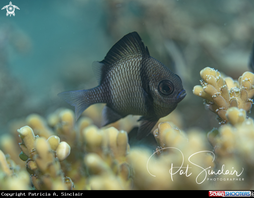 A reticulated damselfish