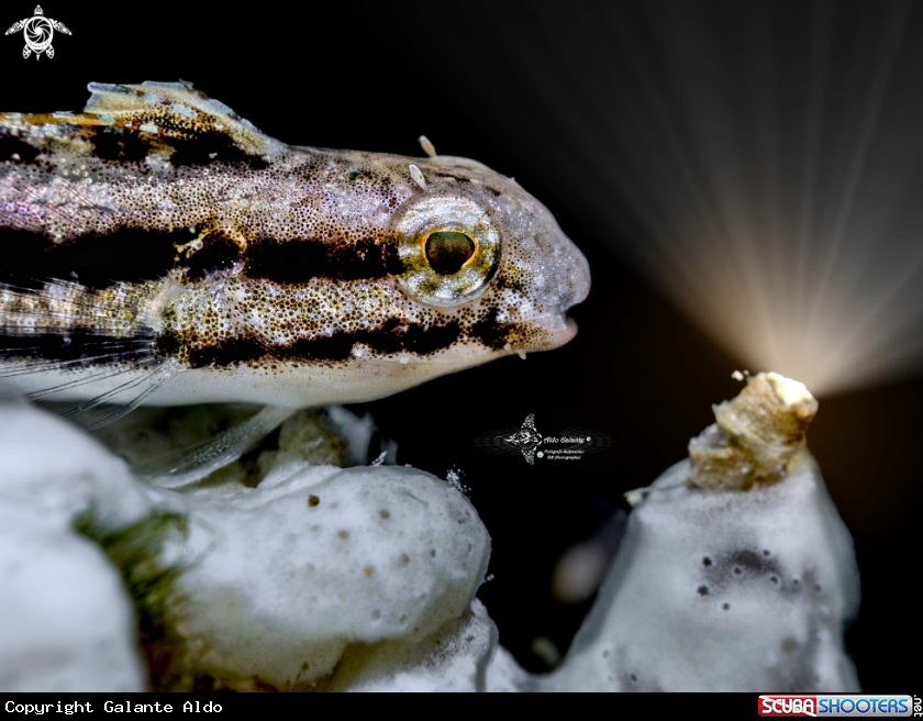 A Blenny 