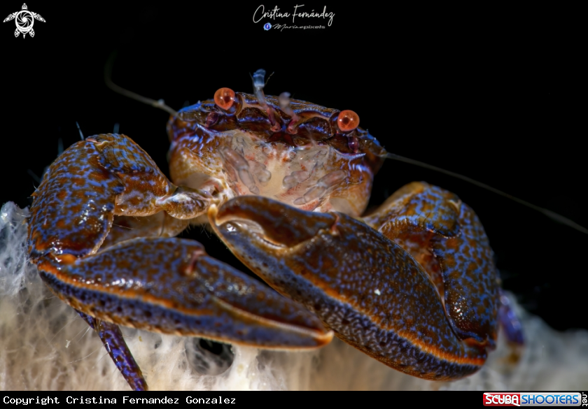 A Crab