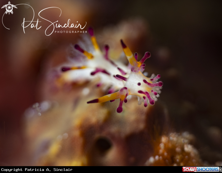 A nudibranch