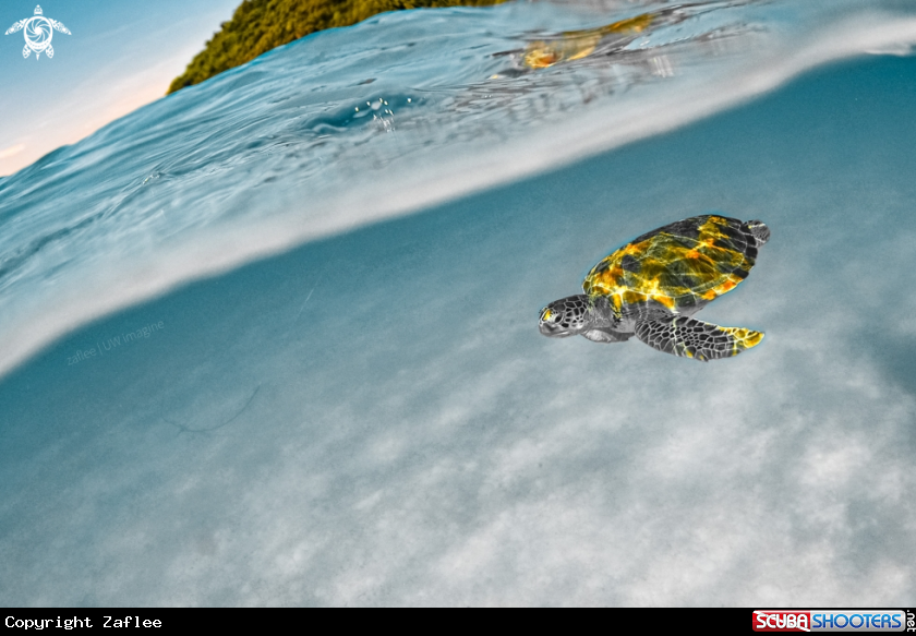 A Green Turtle 