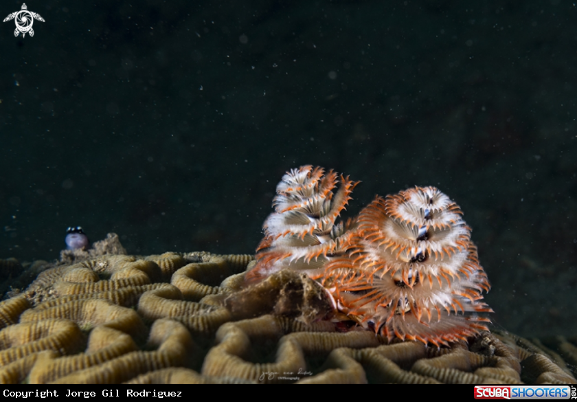 A Christmastree worm