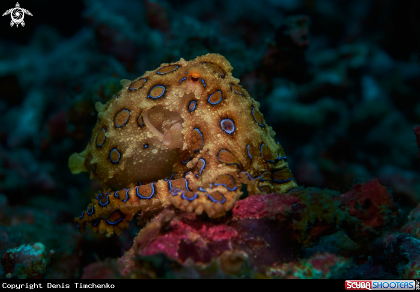 A OCTOPUS