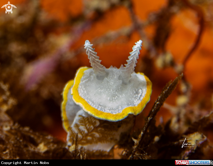 A Diaphorodoris alba