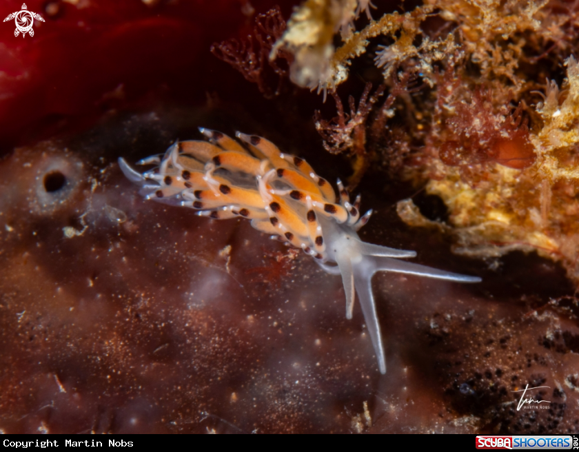 A Caloria elegans