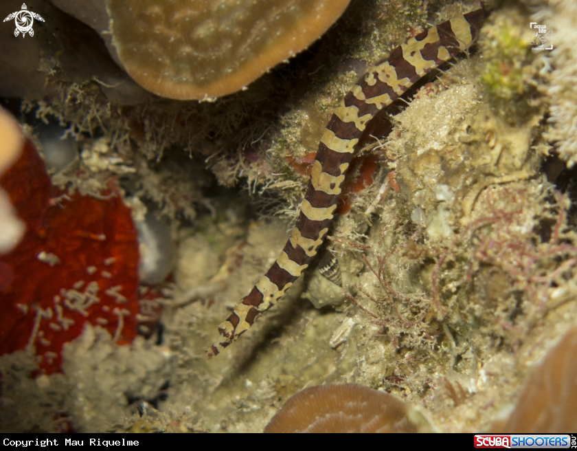 A Harlequin Pipefish