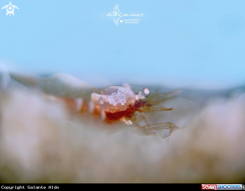 A Shrimp