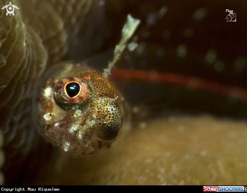 A Flagfin Glass Blenny