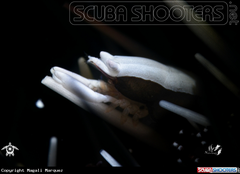 A Squat Urchin Shrimp 