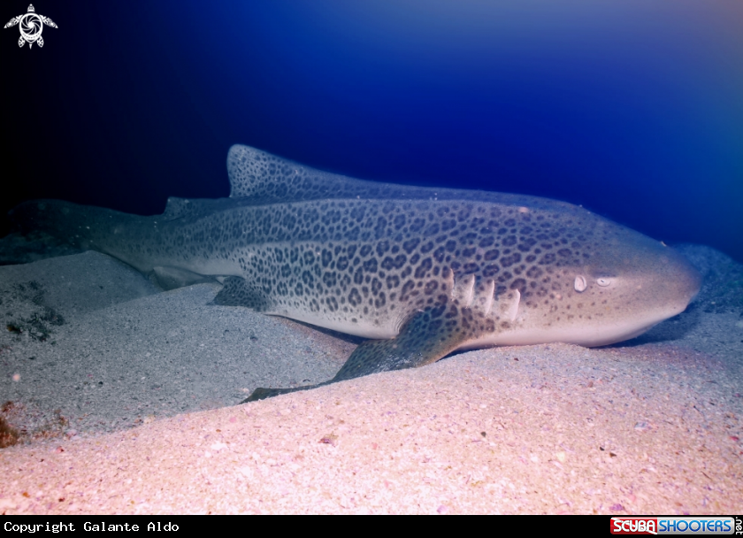 A Zebra Shark