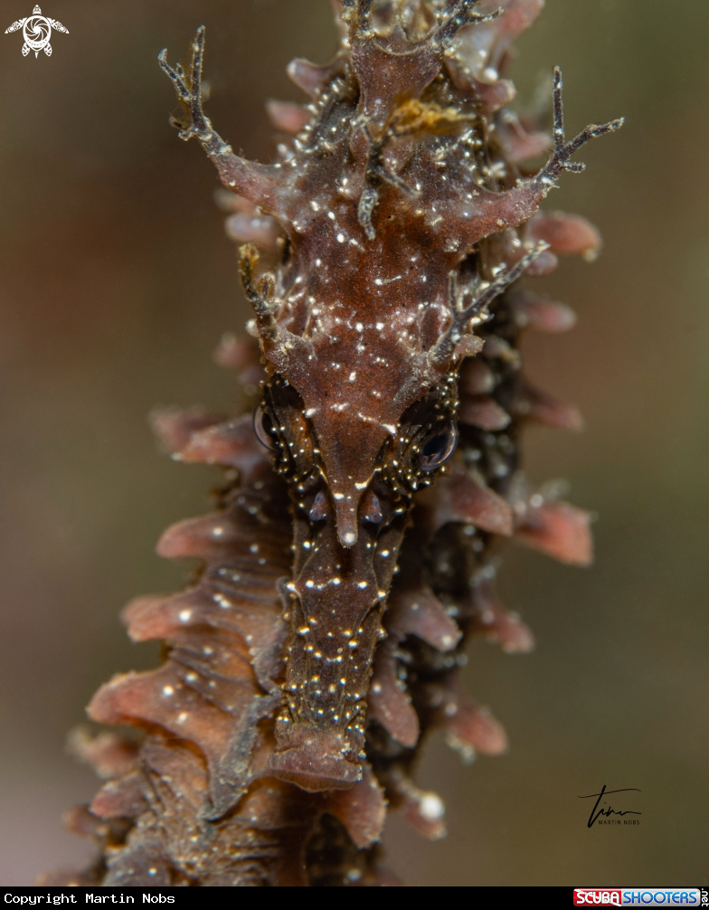 A Seahorse