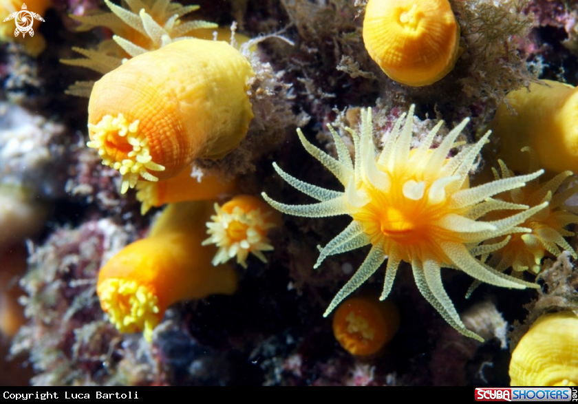 A underwater creature