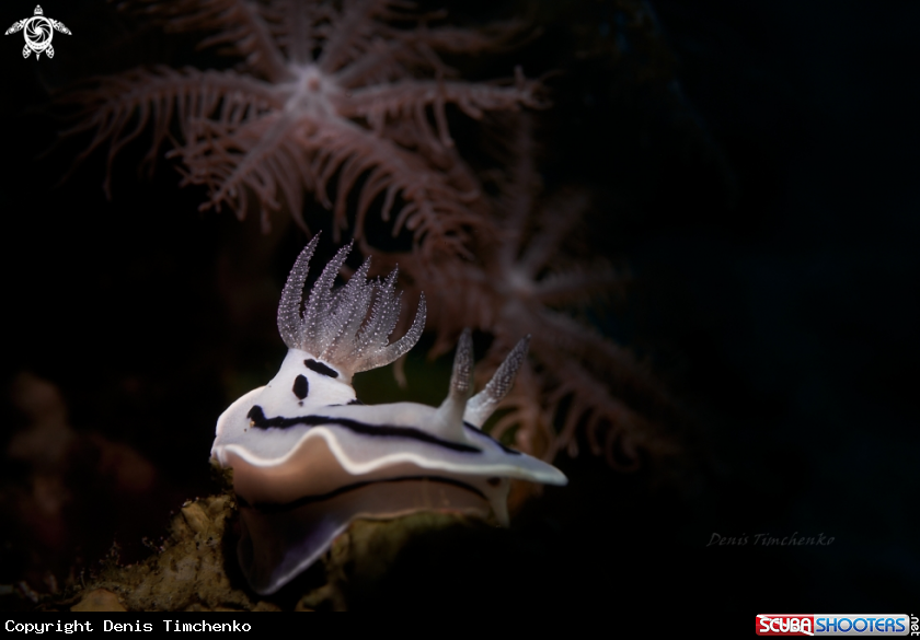 A NUDIBRANCH