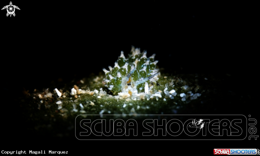 A Shaun the Sheep nudibranch 