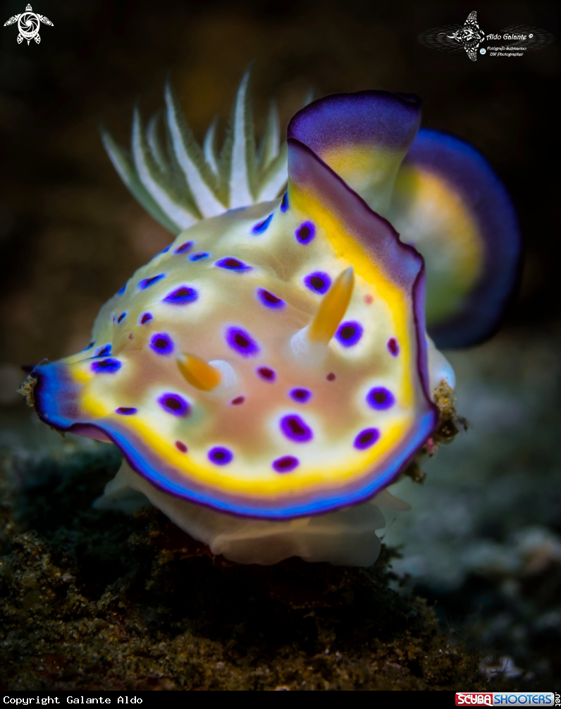 A Goniobranchus Nudibranch