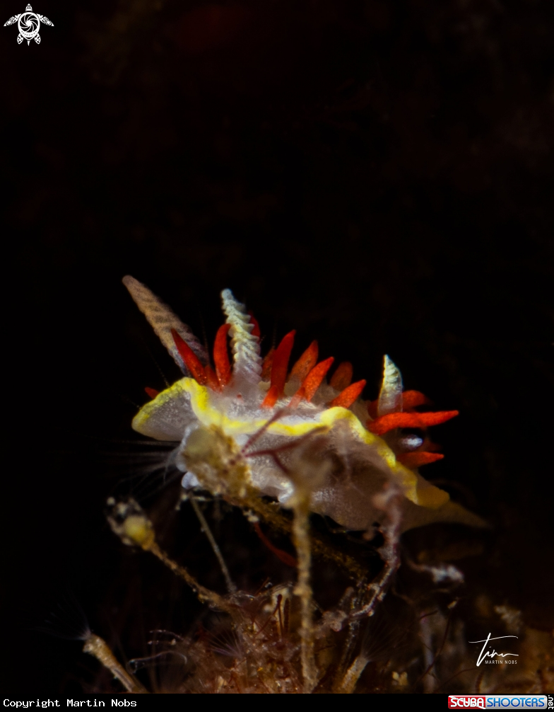 A Diaphorodoris papillata