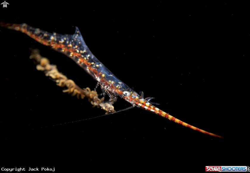 A Sawblade shrimp