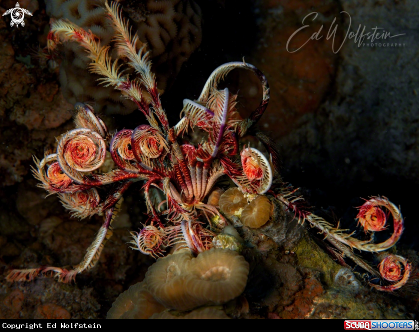 A Klunzinger's Crinoid