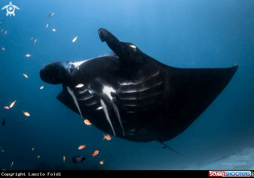 A Manta