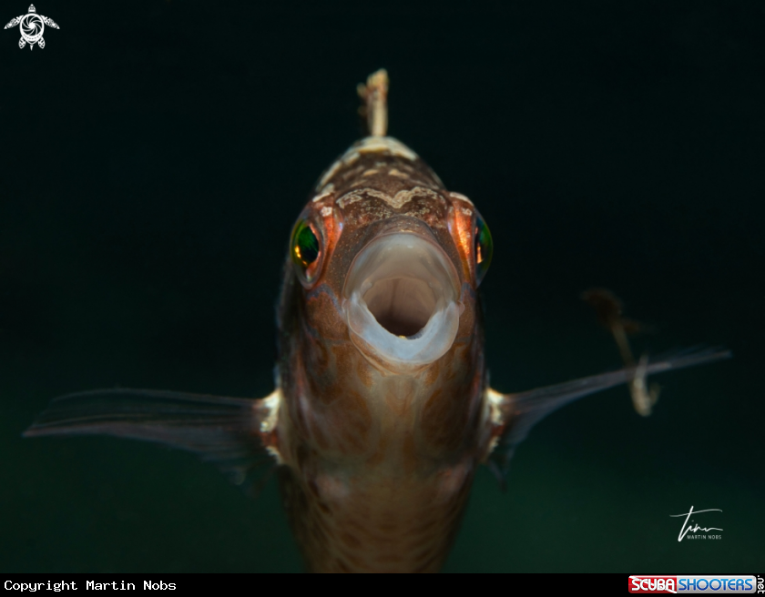 A Brown Wrasse