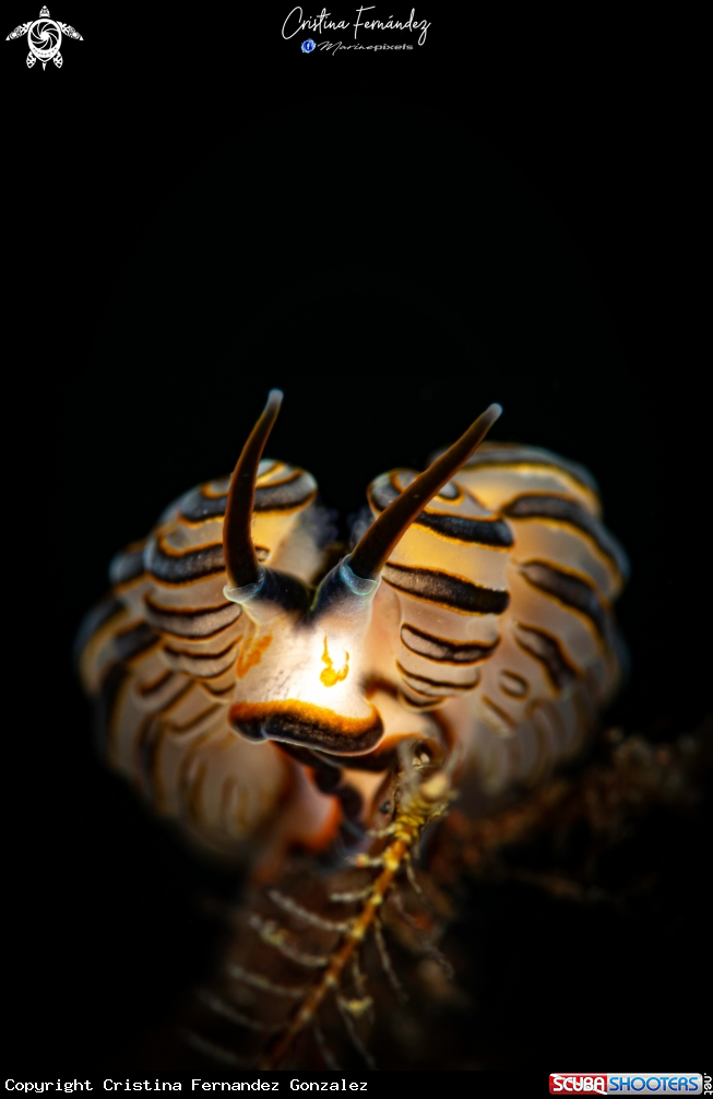 A Nudibranch