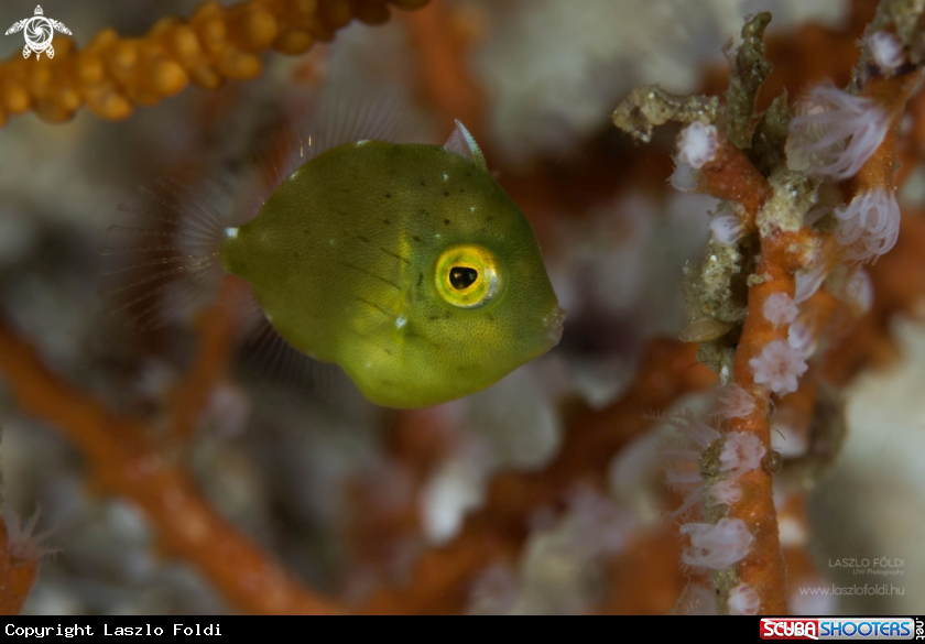 A Juvenile filefish
