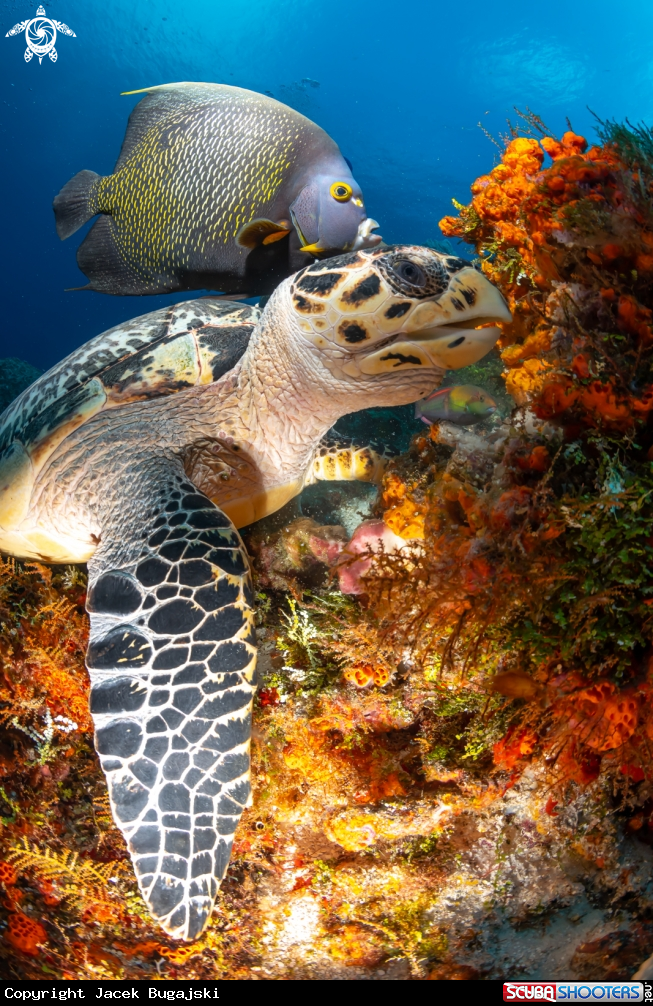 A Turtle and fish