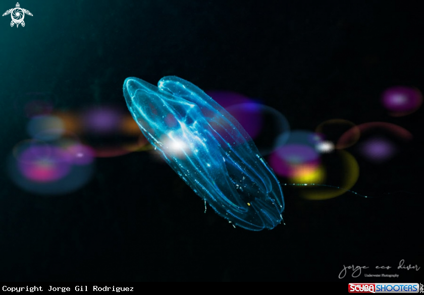 A combjellyfish