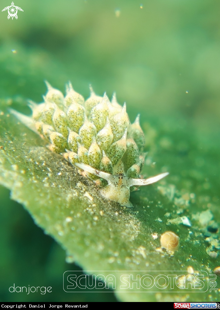 A Sheep Nudibranch