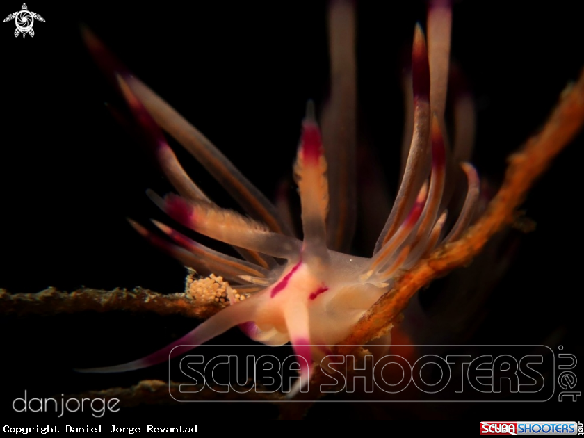 A Nudibranch