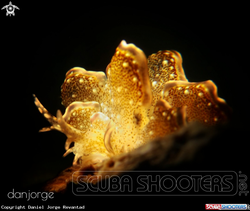 A Nudibranch