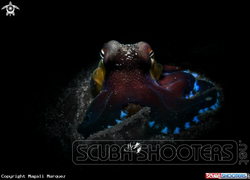 A Coconut octopus 