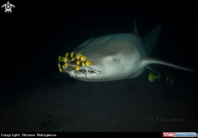 A School of Juveniles bright yellow with dark bars Golden Trevally (Gnathanodon speciosus) accompany Tawny nurse shark (Nebrius ferrugineus)