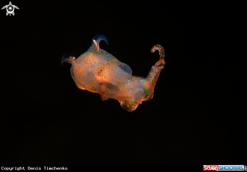 A SQUID