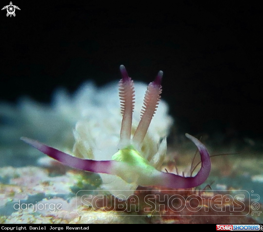 A Nudibranch